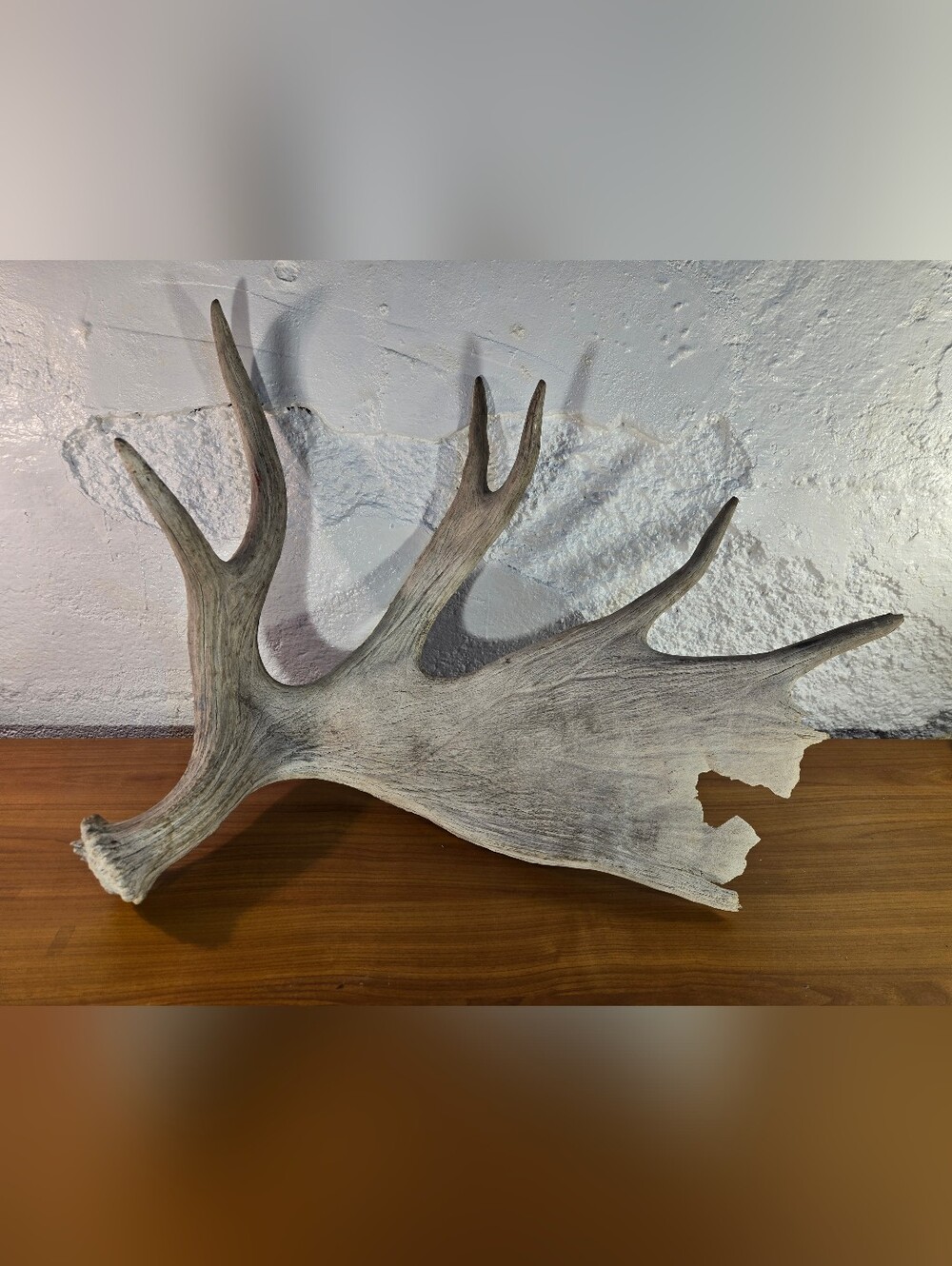 Real Moose Antler Shed 30" Single Paddle Horn Taxidermy Cabin Man Cave Decor